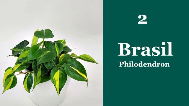 Best philodendron for our home...|🏡☘️ смотреть онлайн