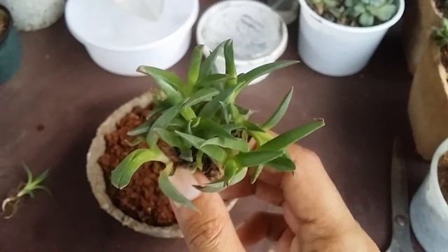 || ICE PLANT ||