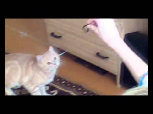 Левка супер Кот,приносит резинку!!!