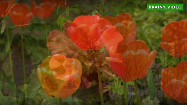 How to Prune Geraniums смотреть онлайн
