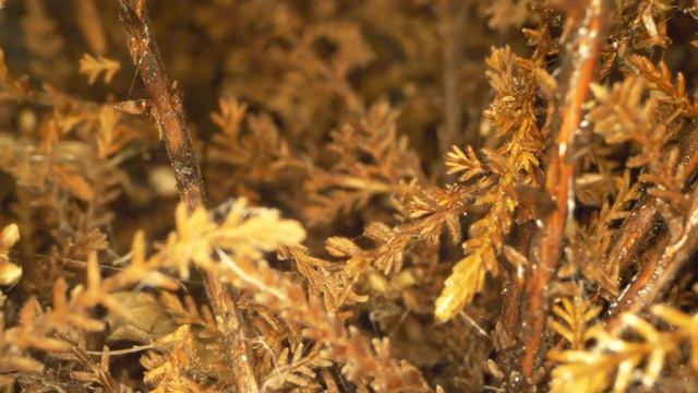 Как вернуть себе энергию и молодость. Тренинг и медитация смотреть онлайн