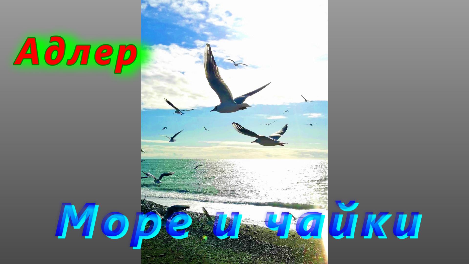 Море и чайки на пляже "Огонек" в Адлере смотреть онлайн