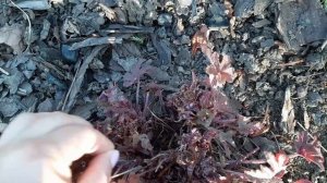 Выращивание гейхеры из семян, сроки посева, всходы, уход в 4 зоне зимостойкости, Ярославская област