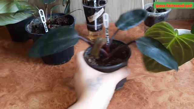 Мої філодендрони. Філодендрони. Частина 5 #філодендрони #ароїдні смотреть онлайн