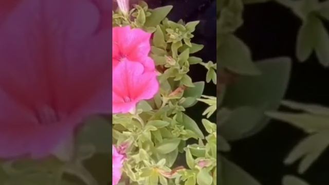 А у нас Весна , Светлая Седмица , всем ч....м назло!!! смотреть онлайн