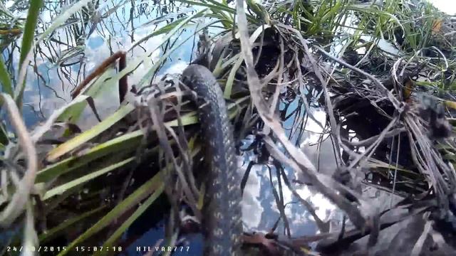 Жесть. Гадюка напала на Жабу . смотреть онлайн