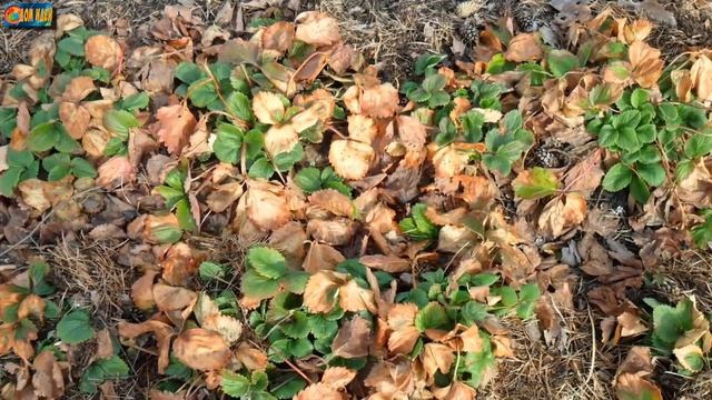 Весенняя подкормка клубники дрожжами. Сроки, рецепты, правила.