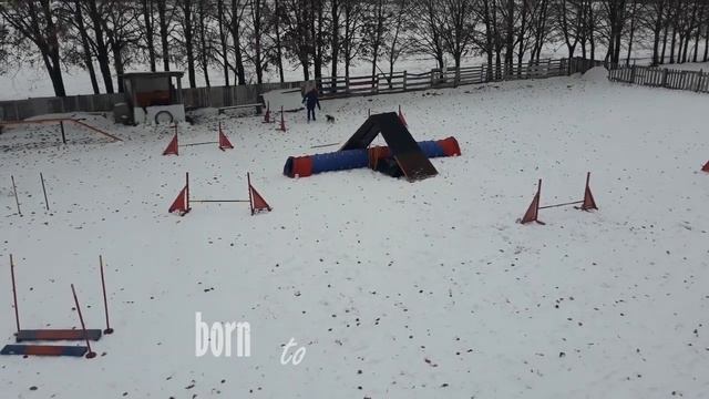 Agility training 25.11.2018 | Born to RUN | Beagle Xena смотреть онлайн
