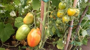 Томат Де Барао Гигант, урожайный сорт с большими красными сливками