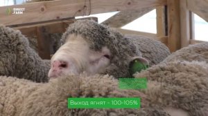 Опыт разведения породы овец манычский меринос