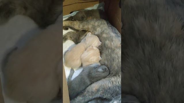 президентская программа #котята #мама #кошка #воля #реки смотреть онлайн