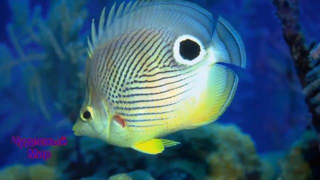 Самые Красивые Рыбы В Мире. Видео для детей.