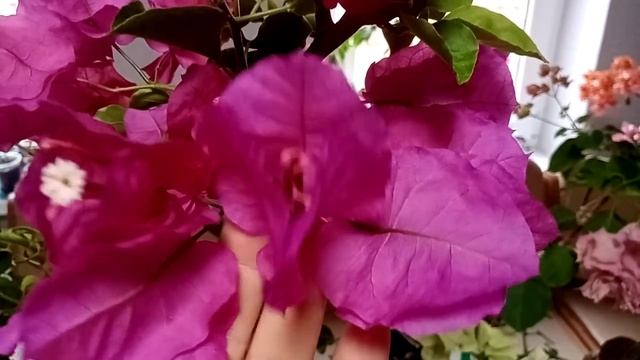 Лес из бугенвиллий. И это цветущий март. смотреть онлайн
