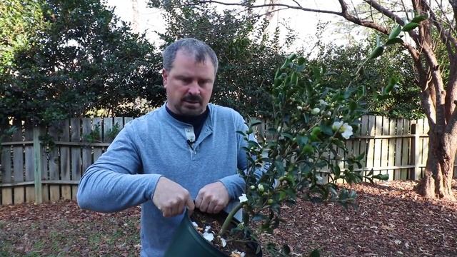 How to grow Setsugekka Sasanqua Camellia with a detailed description смотреть онлайн