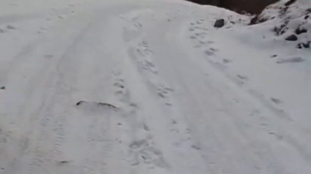 Волк обыкновенный - факты. смотреть онлайн