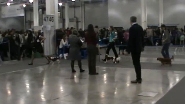 ЕВРАЗИЯ 23.03.2013 CKCS Females Junior Class