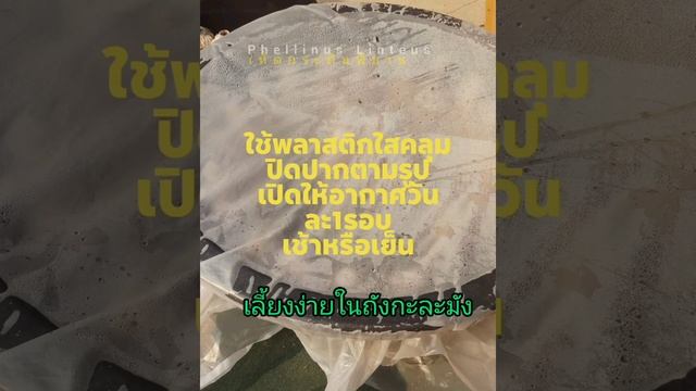 สอนเพาะเห็ดกระถินพิมาน Phellinus linteus(PL) смотреть онлайн