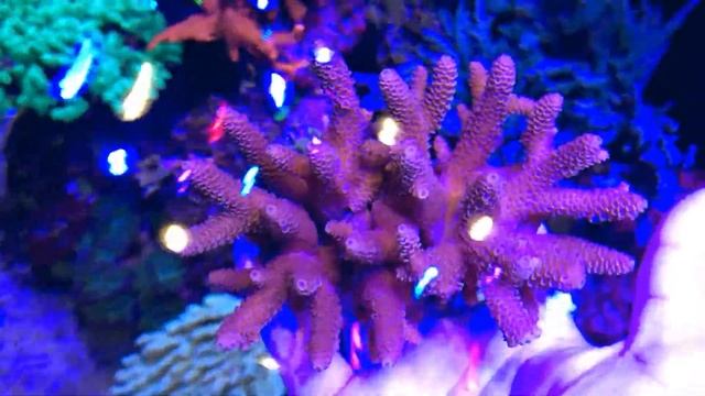 Acropora Spathulata - Spath Pink смотреть онлайн