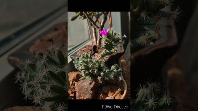 Blooming Time Lapse - Trichodiadema densum смотреть онлайн