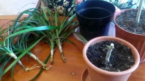 КАК ОБРЕЗАТЬ И РАЗМНОЖИТЬ ДРАЦЕНУ В ДОМАШНИХ УСЛОВИЯХ,УХОД ЗА ЧЕРЕНКАМИ 3, ПОСАДКА.