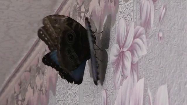 Спаривание в комнатных условиях Morpho peleides смотреть онлайн