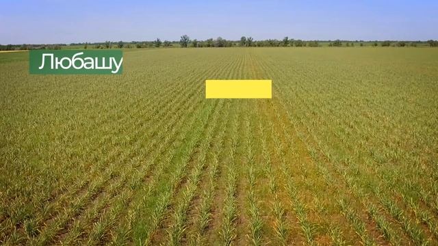 Любаша - часник з українським характером!
