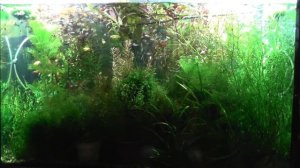 Миф 7. Сера в аквариуме это плохо.