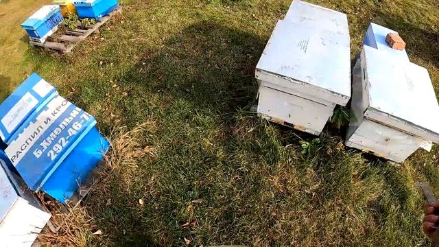 столько клеща раньше не видел/ в каких семьях есть расплод в октябре