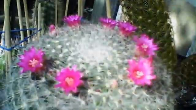 Mammillaria смотреть онлайн