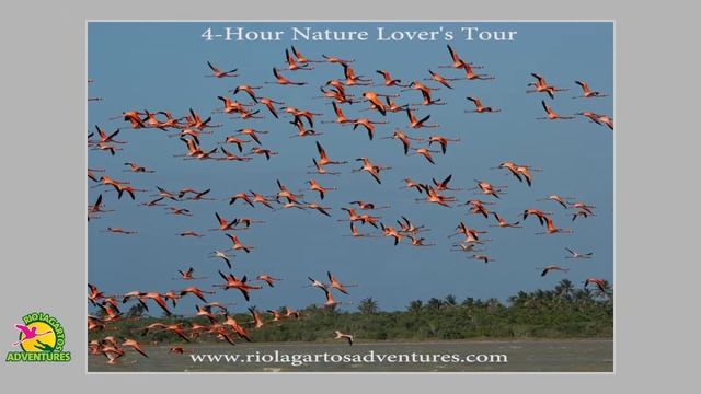 Nature Lover's Tour In Rio Lagartos Yucatan With Rio Lagartos Adventures