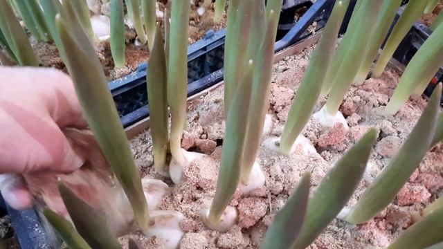 Выгонка тюльпанов в домашних условиях. 28.01.2023. Устраняю недоделки. смотреть онлайн