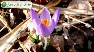 ? Крокус – описание цветка и особенности выращивания