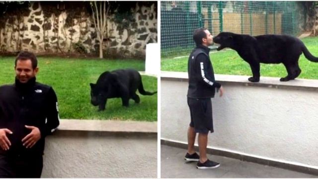 Пантера подкралась сзади к ничего не подозревающему мужчине, но дальше произошло невероятное❗ смотреть онлайн