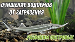 Стерлядь. Разводим осетровые.