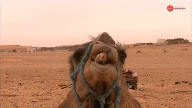 Facts About Australia | Interesting Australian Statistics | Facts About Australian Animals | Sydney