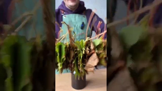 Простая композиция из листьев своими руками