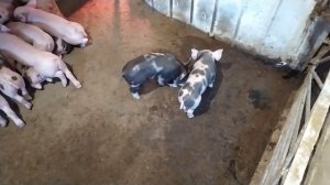 Продаю Поросят, Крупная Белая+Петрен?! Цена?!