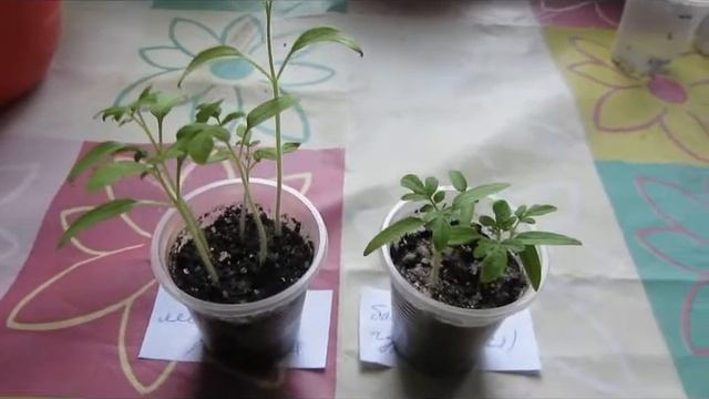 Комнатные помидоры и декоративный перец от посева до пикировки смотреть онлайн