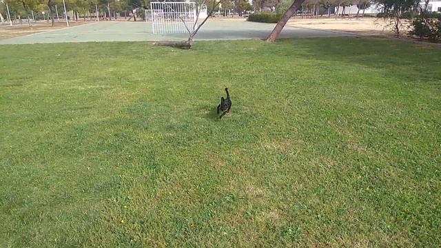 Chihuahua - pincher. смотреть онлайн