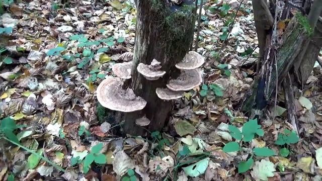 Русский гриб Трутовик. Лечебные грибы. смотреть онлайн