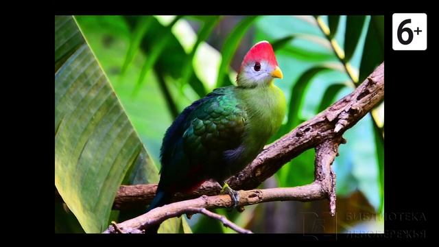 Удивительные соседи. Краснохохлый турако смотреть онлайн