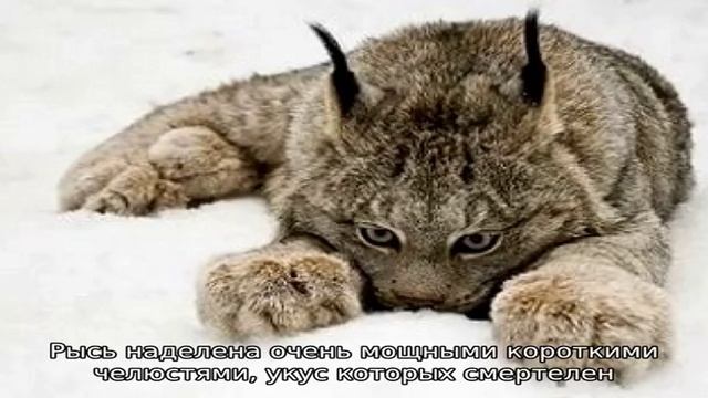 Анатомия рыси смотреть онлайн