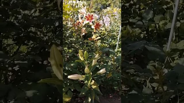 Лилии в саду. смотреть онлайн