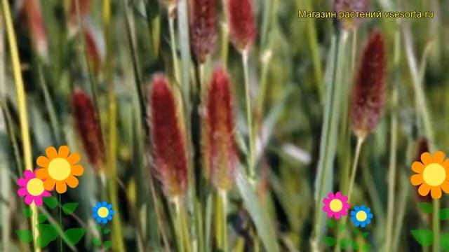 Пеннисетум повислый Ред Банни тайлз. Краткий обзор, описание pennisetum messiacum Red Bunny Tails смотреть онлайн