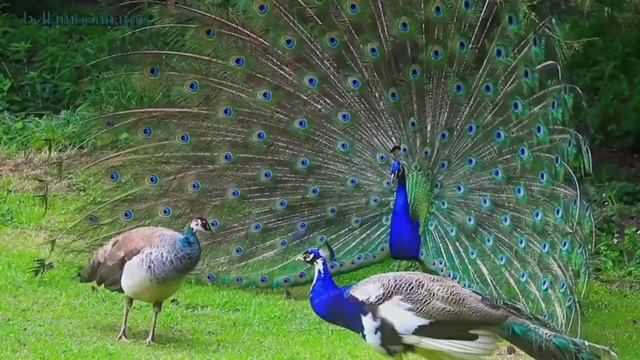 Peacock Dance In Rainy Season ? Peacock Dance ? Mayur Dance ? मोर नृत्य। смотреть онлайн