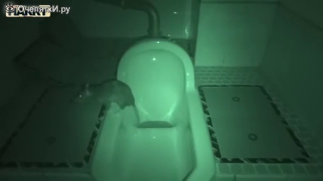 Неожиданный сюрприз из унитаза смотреть онлайн