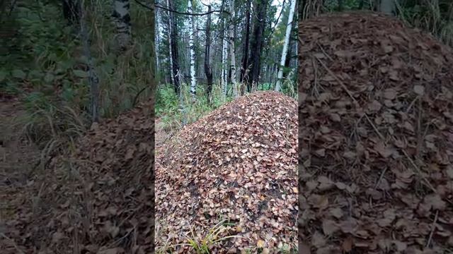 Как муравьи, к зиме готовились. смотреть онлайн