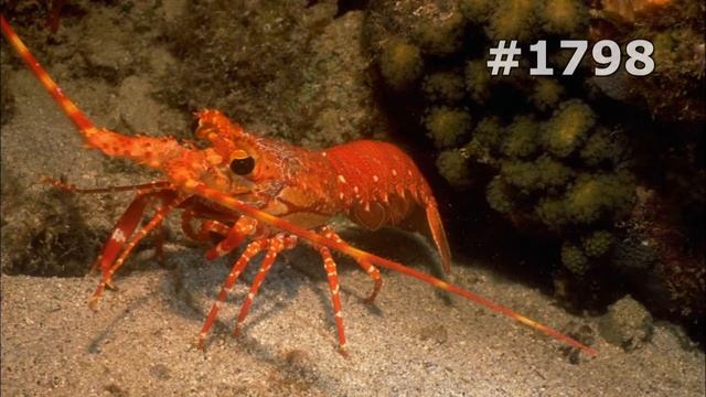 #1798. Крабы и раки (В мире животных) смотреть онлайн