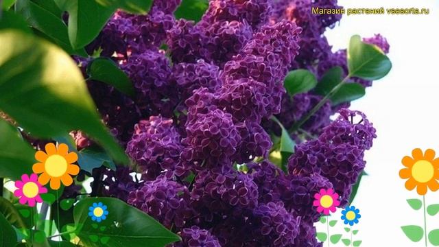 Сирень обыкновенная Людвиг Шпет. Краткий обзор, описание характеристик syringa vulgaris Ludwig Spat смотреть онлайн