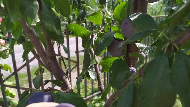 сорт сливи європейської Ренклод Карбишева. Список живців в описі відео, телефон 0980146890. смотреть онлайн